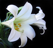 【钻石画百合花】- 精致布艺软饰，一淘网返利优惠全攻略