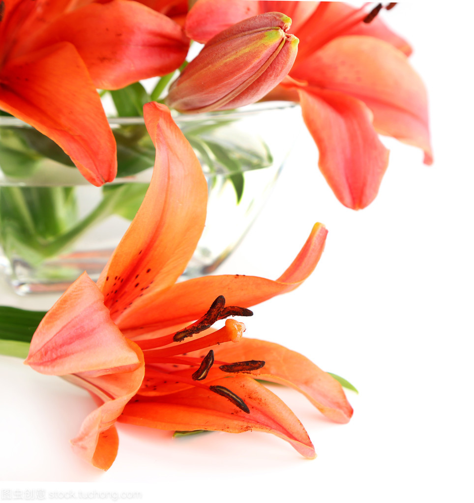 百合清韵 一花一世界，一室一雅境